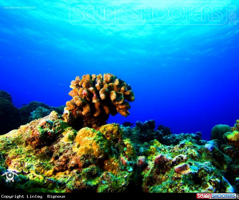 A Coin de Mire 12m ,Gunners Point-Mauritius