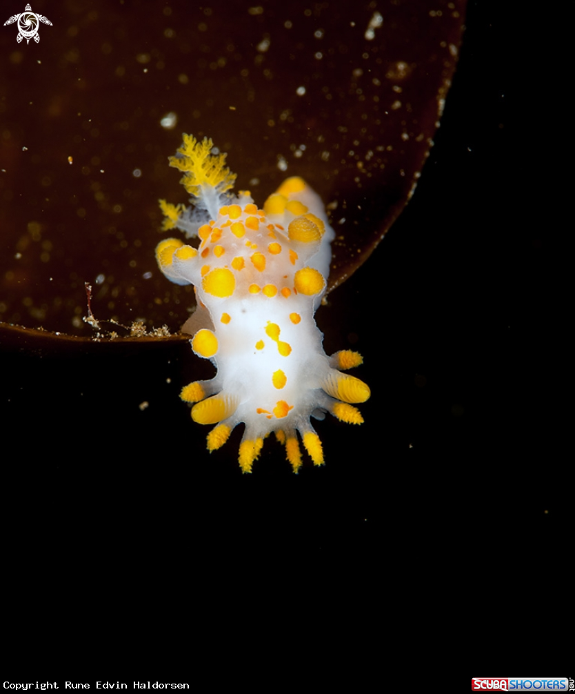 A Limacia Clavigera