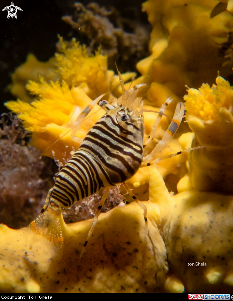 A Bumble Bee Shrimp
