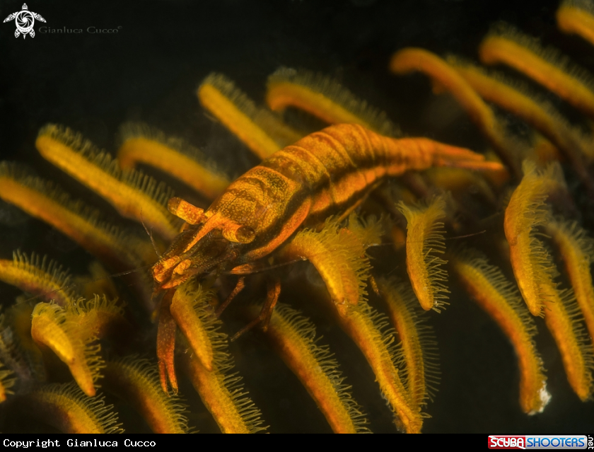 A Crinoid shrimp,Gamberetto dei Crinoidi