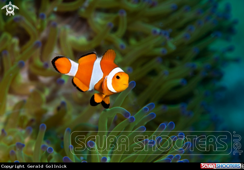 A Clownfish