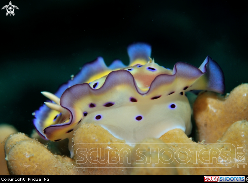 A Nudi