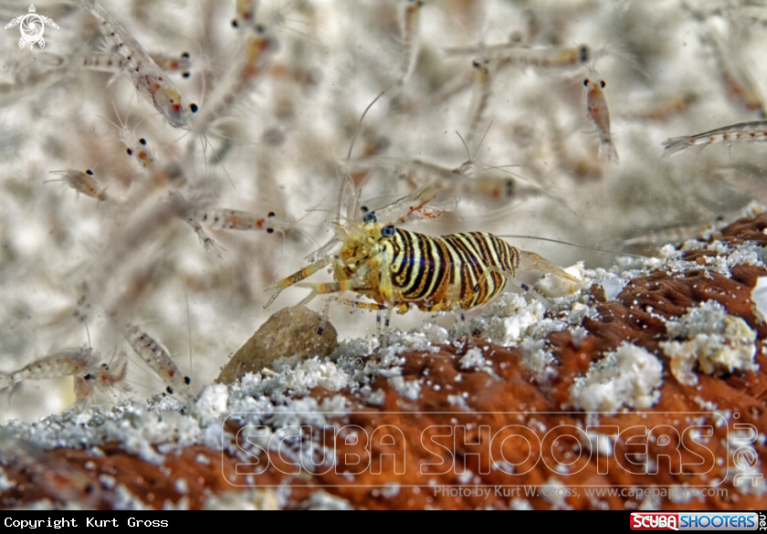 A Bumble bee shrimp