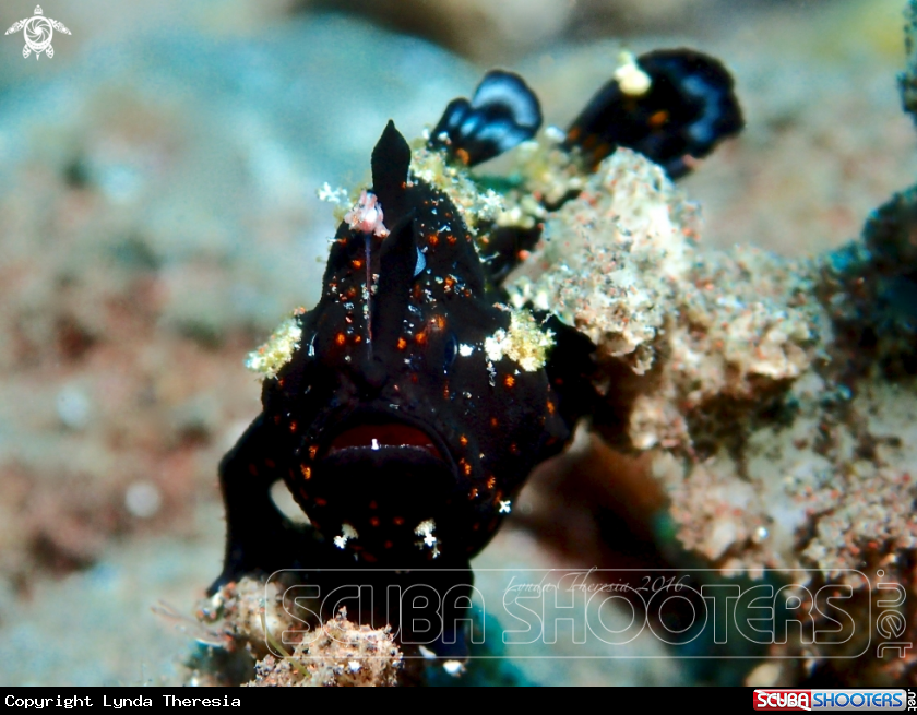 A Antennarius pictus