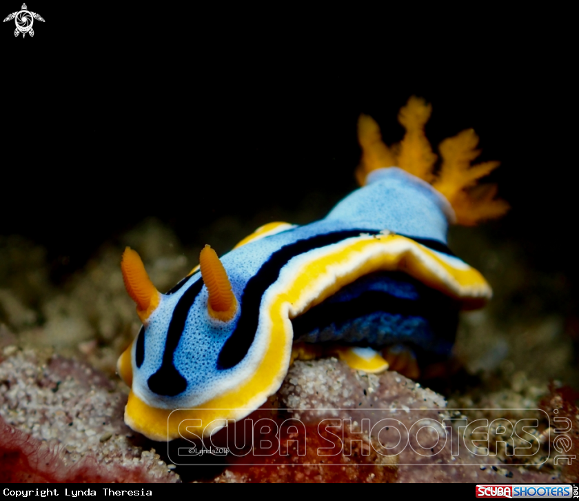 A Chromodoris annae