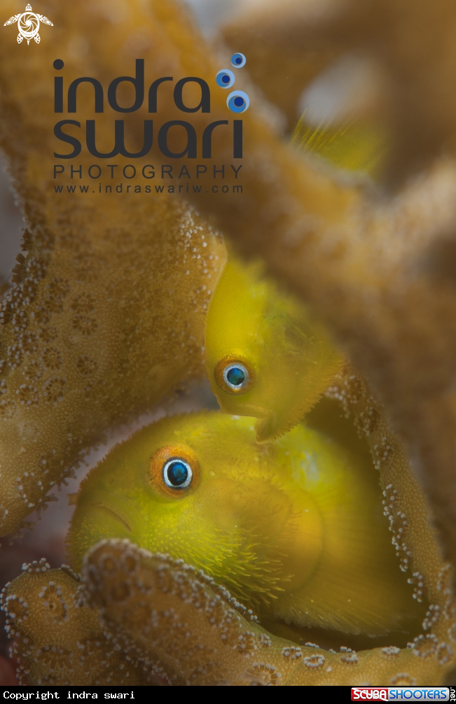 A Yellow Bearded Goby
