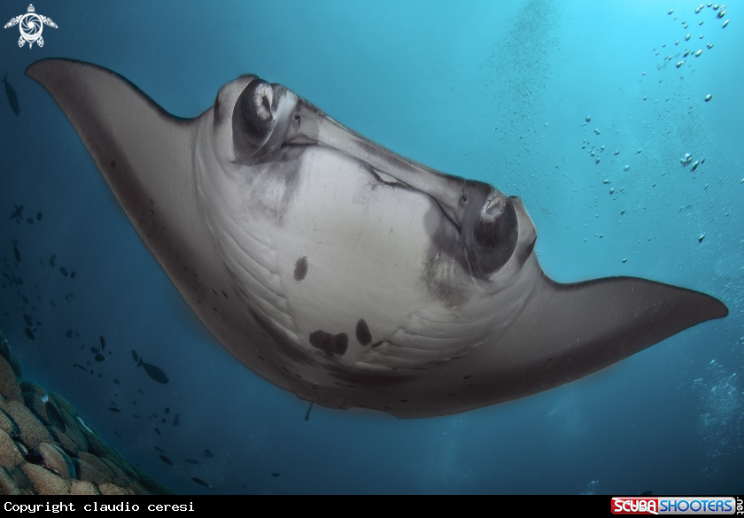 A manta