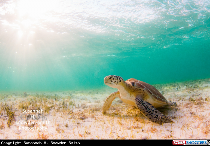 A Green turtle