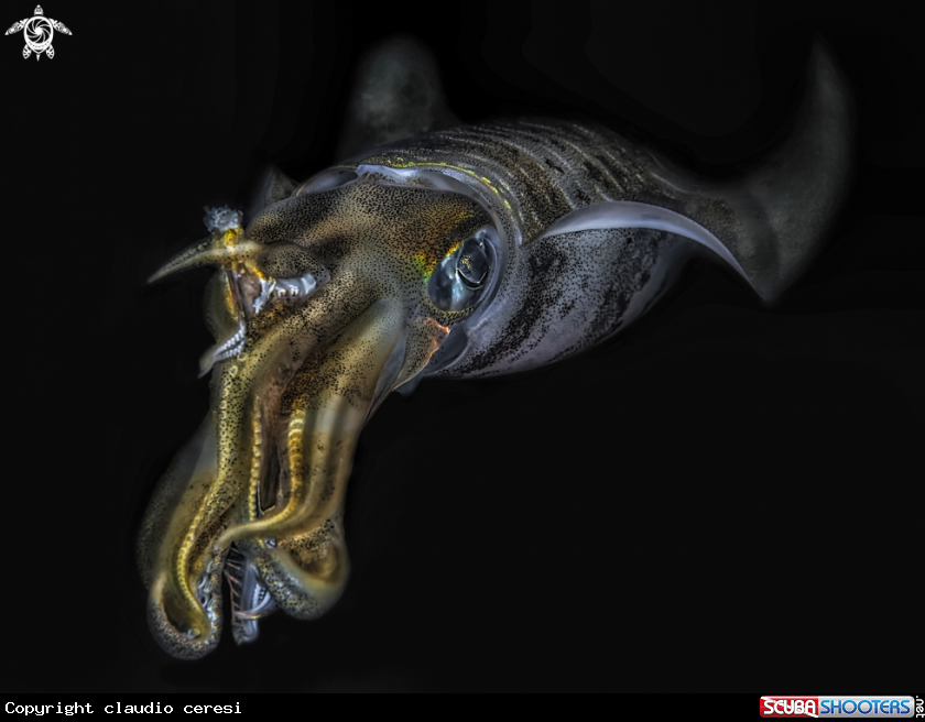 A squid