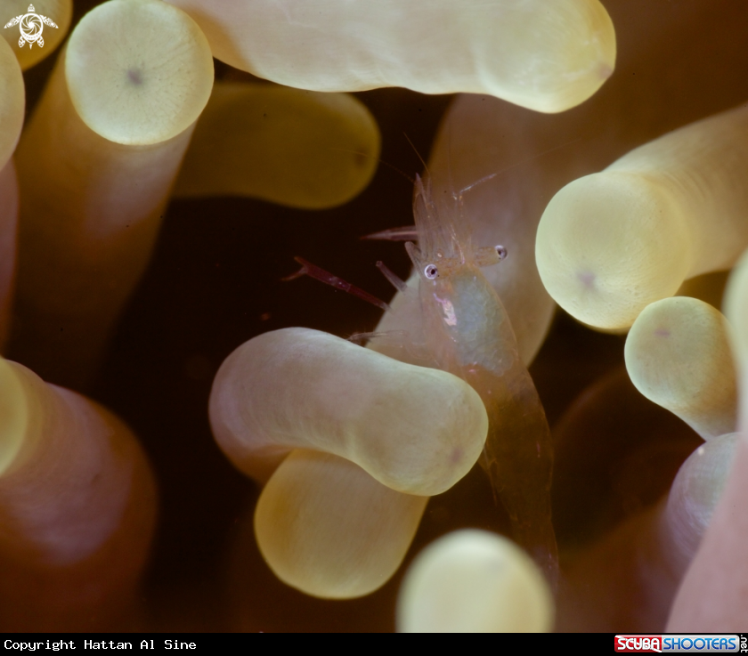A underwater creature