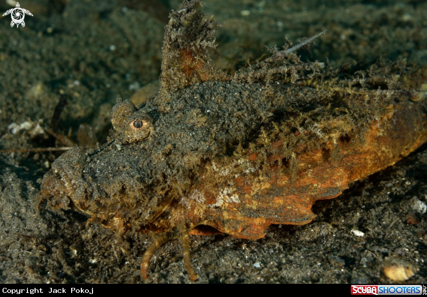 A Spiny Devil Scorpionfish