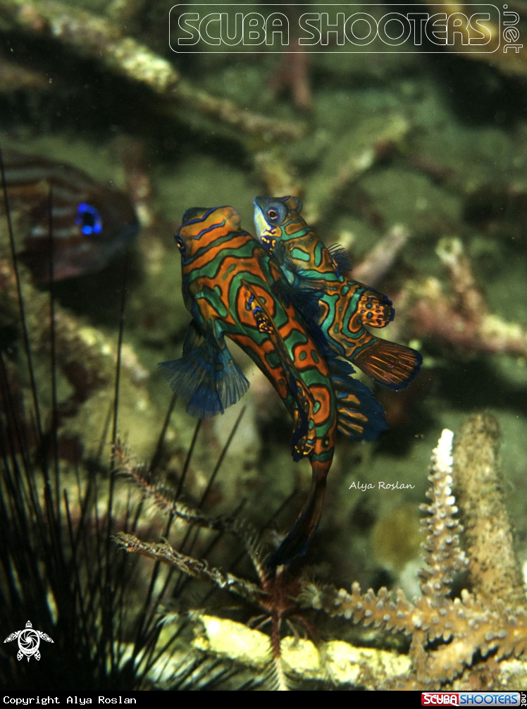 A Mandarinfish 