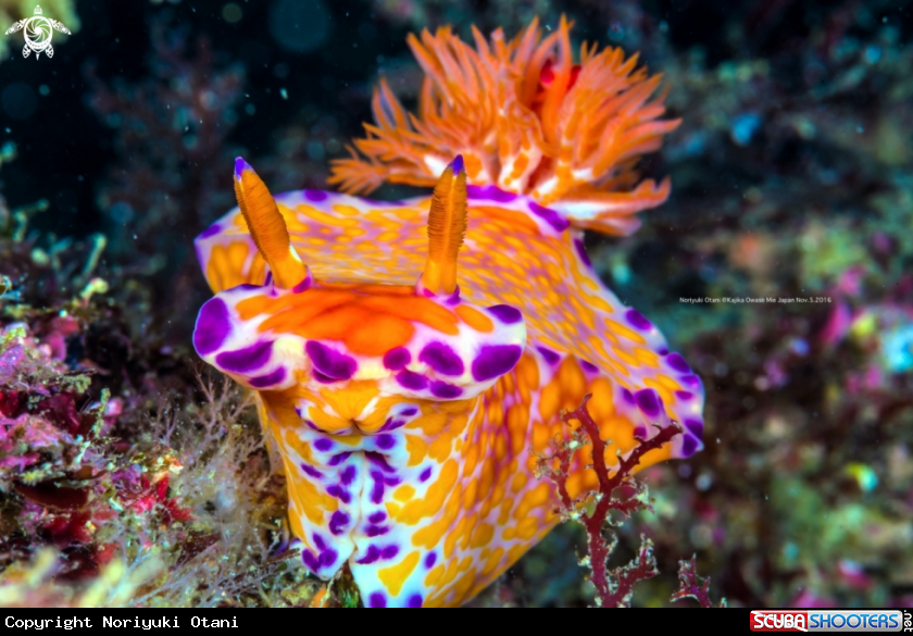 A Nudibranch