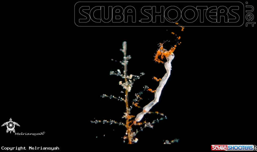 A Skeleton Shrimp