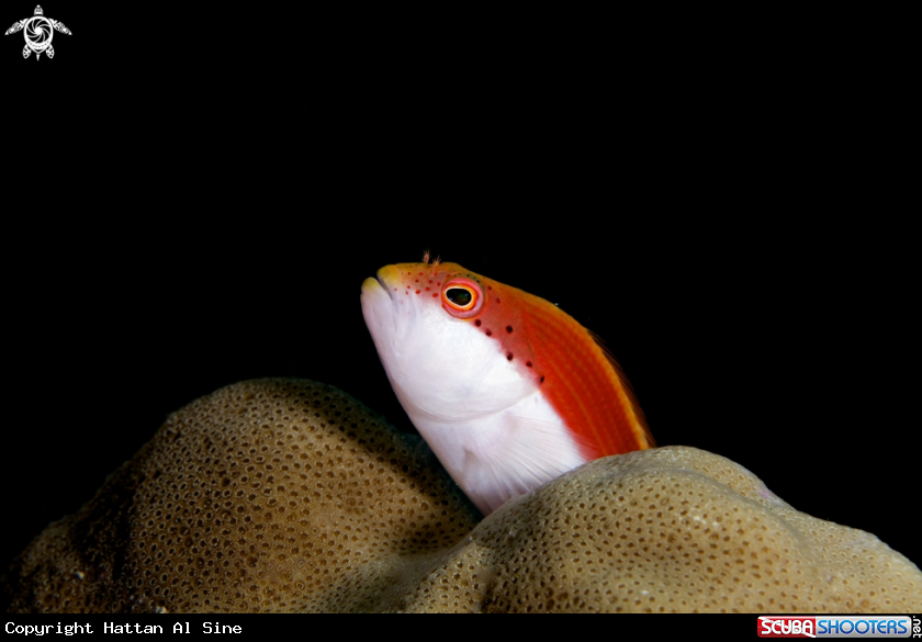 A underwater creature