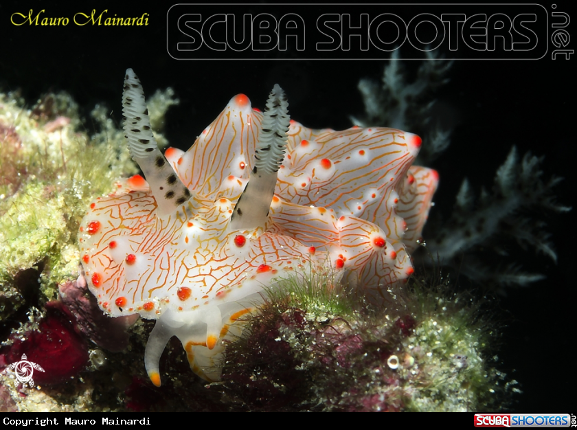 A Nudibranch