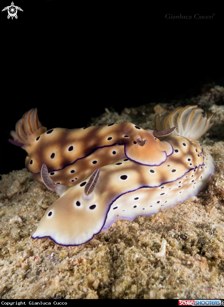 A Nudibranch