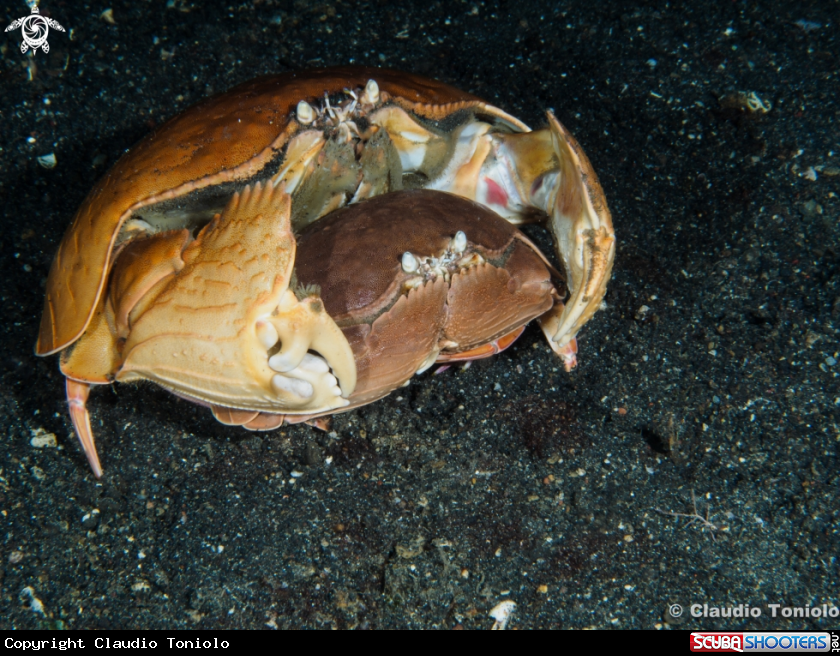 A Calappa Calappa