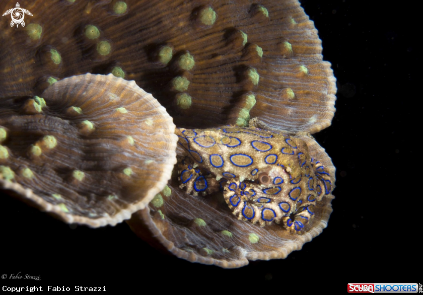 A Blue ring octopus