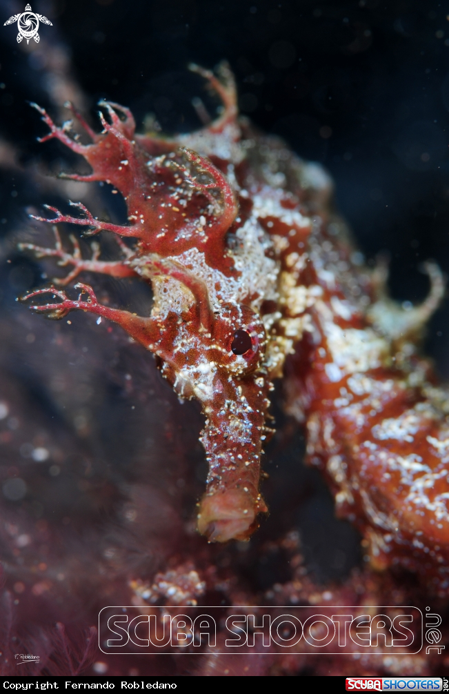A Sea Horse 