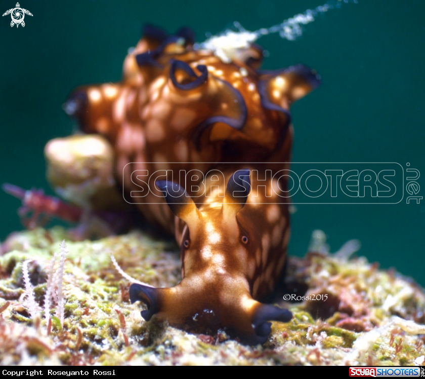 A Aplysia parvula
