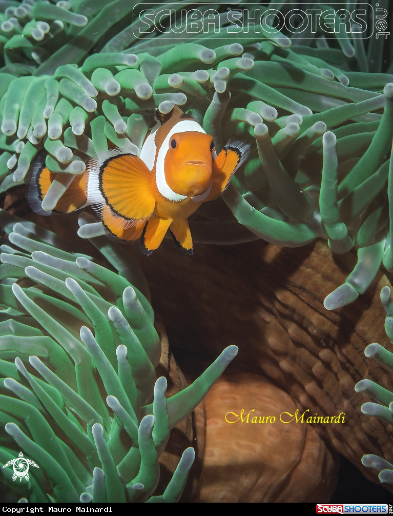 A Clownfish