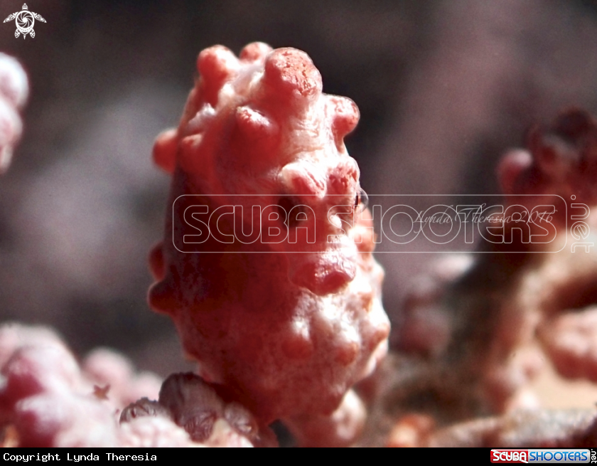 A Hippocampus bargibanti