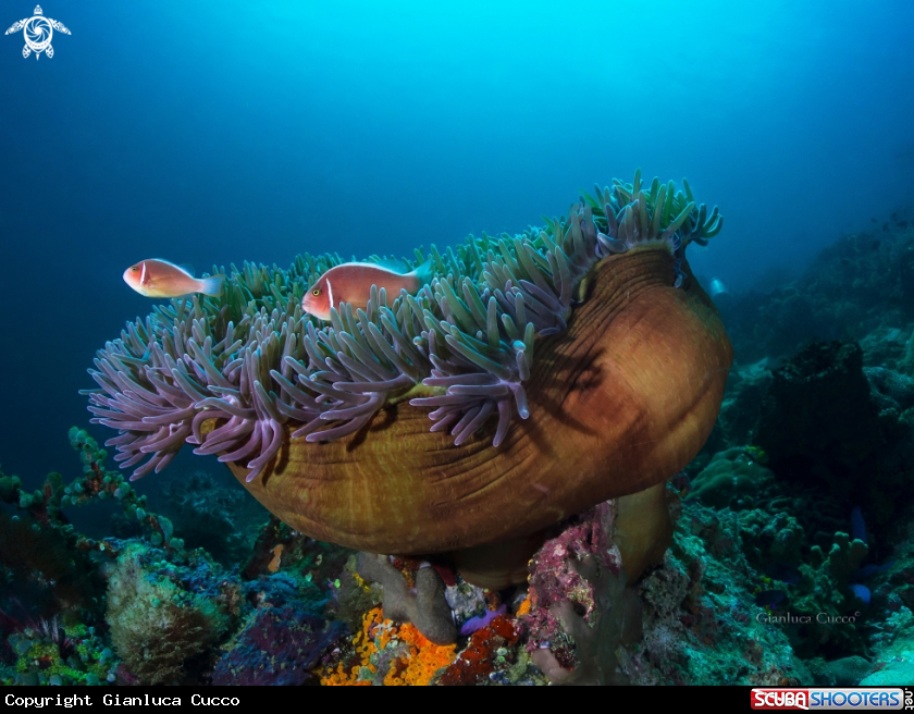 A Pink skunk clownfish