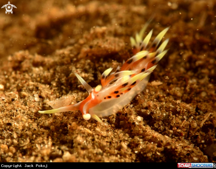 A Caloria indica