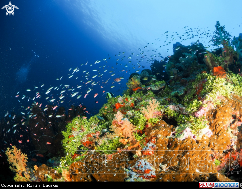 A Hardcorals & Fishes