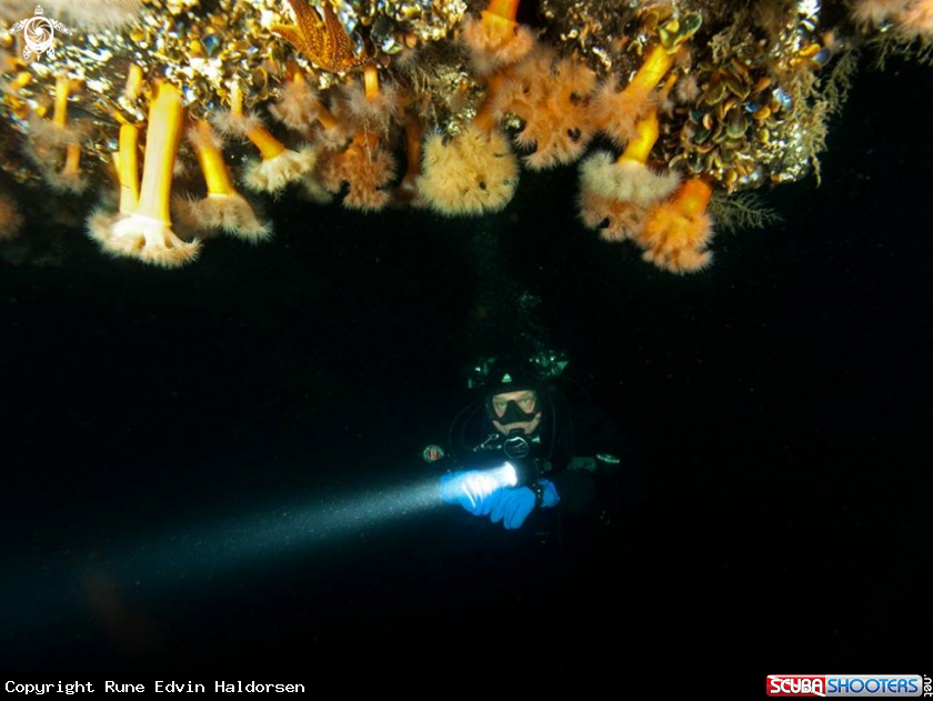 A Scubadiver