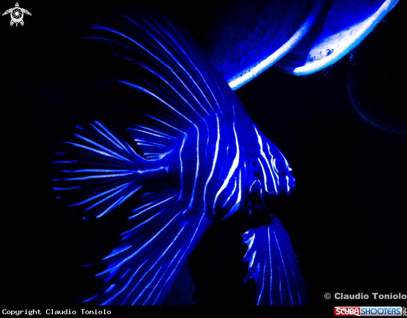 A Juvenile Zebra Batfish