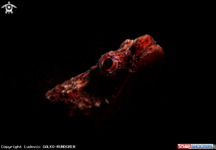 A Reptilian snake eel