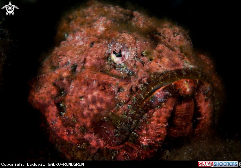 A Flasher scorpionfish