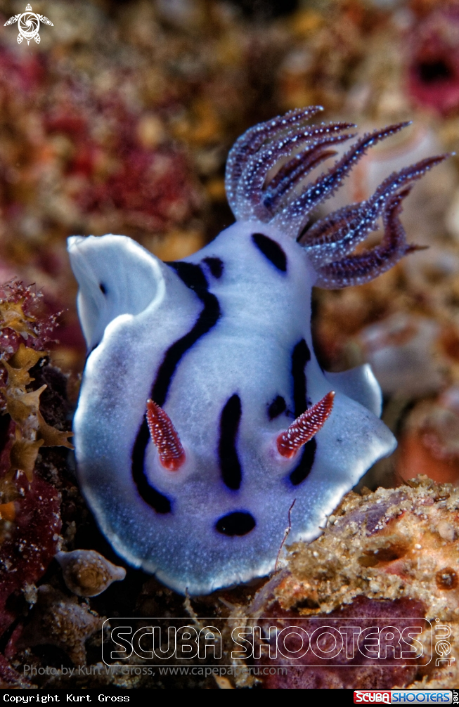 A Nudibranche