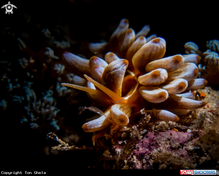 A Nudibranch