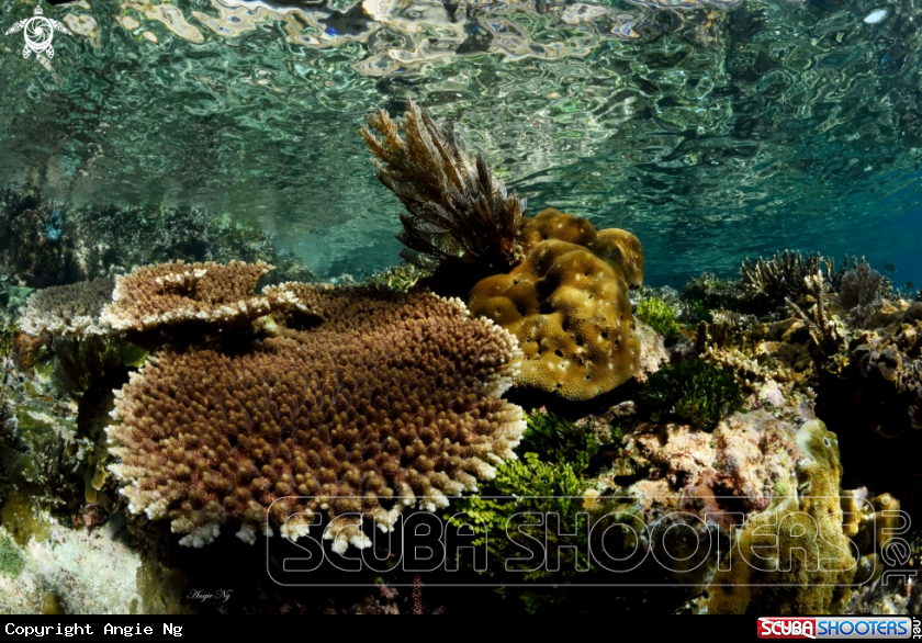 A coral reef