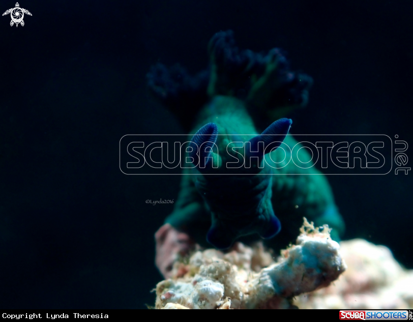 A Nembrotha milleri