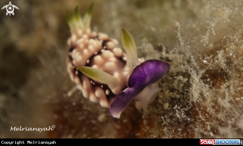 A Chromodoris Geometrica