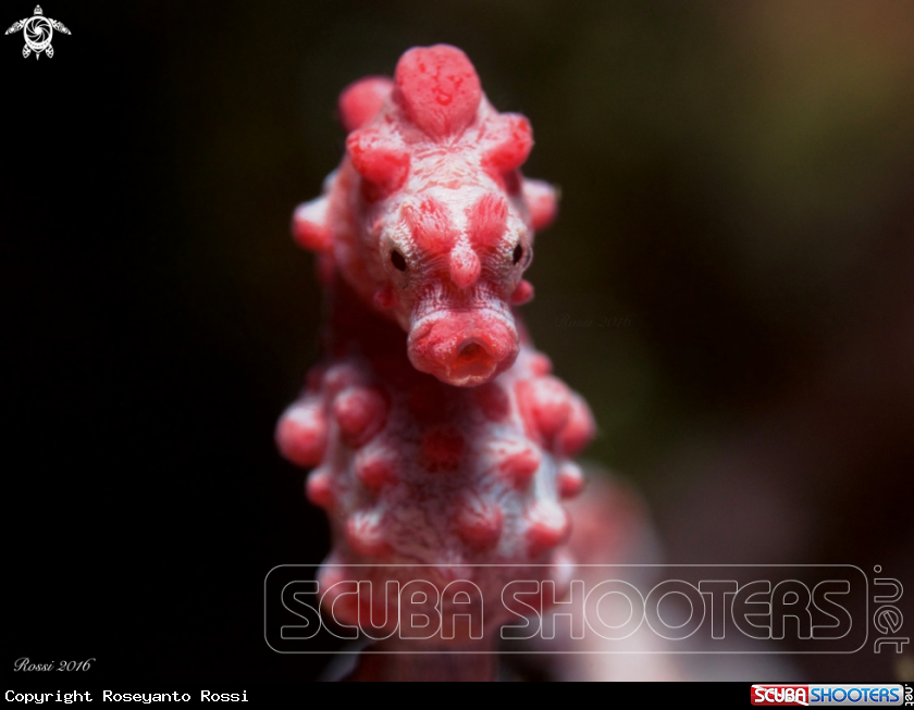 A Hippocampus bargibanti