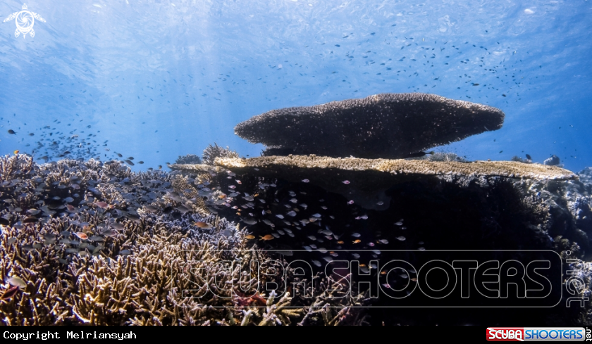 A Acropora