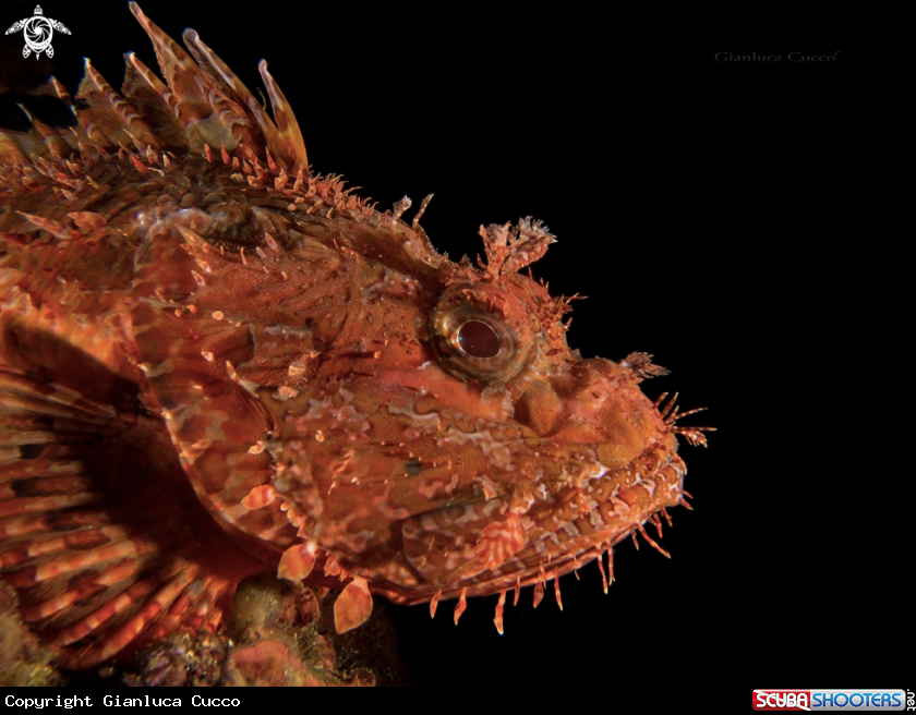 A Red Scorpionfish,Scorfano rosso