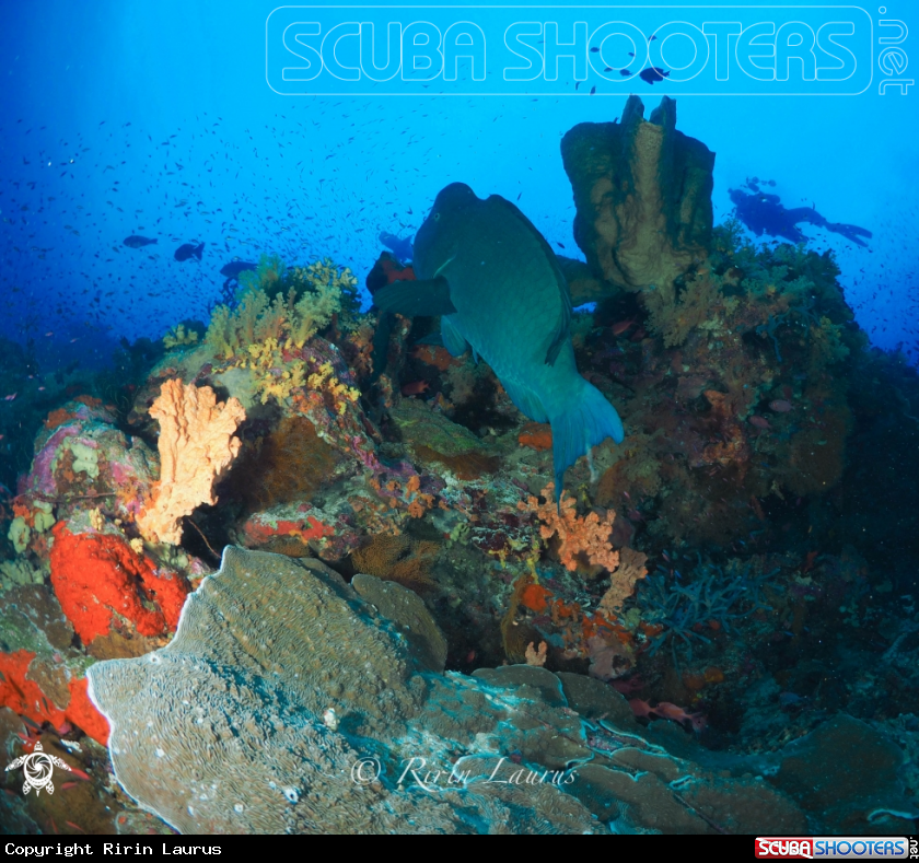 A Bumphead / Green humphead parrotfish