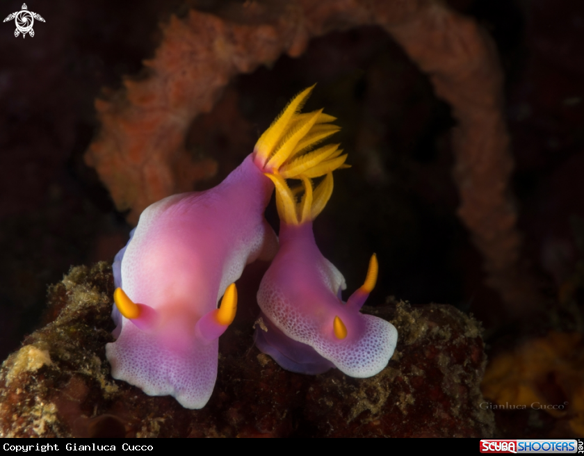 A Nudibranch (Hypselodoris apolegma)