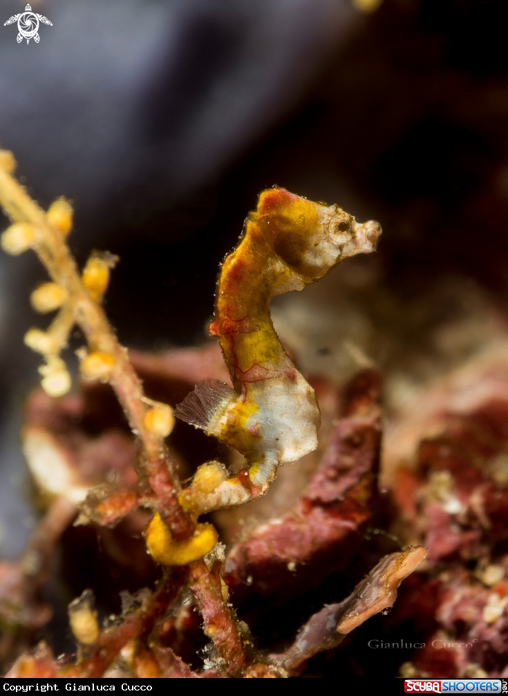 A Pygmy sea horse
