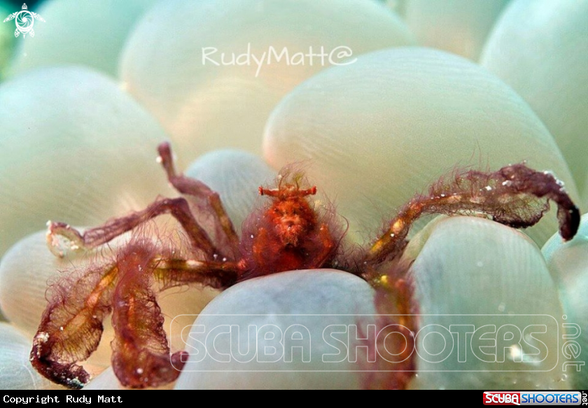 A Orang utan crab