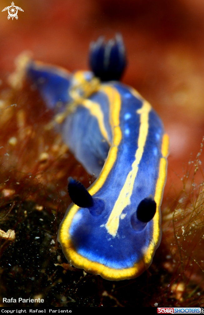 A Nudi