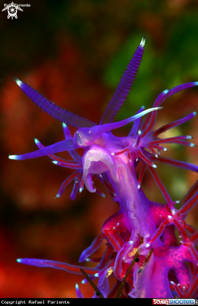 A Nudi