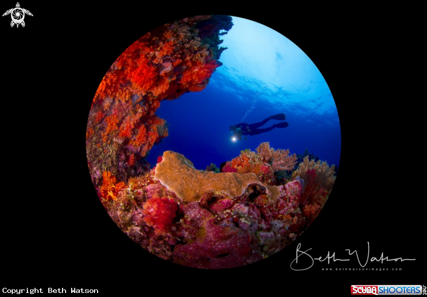 A Rainbow Reef