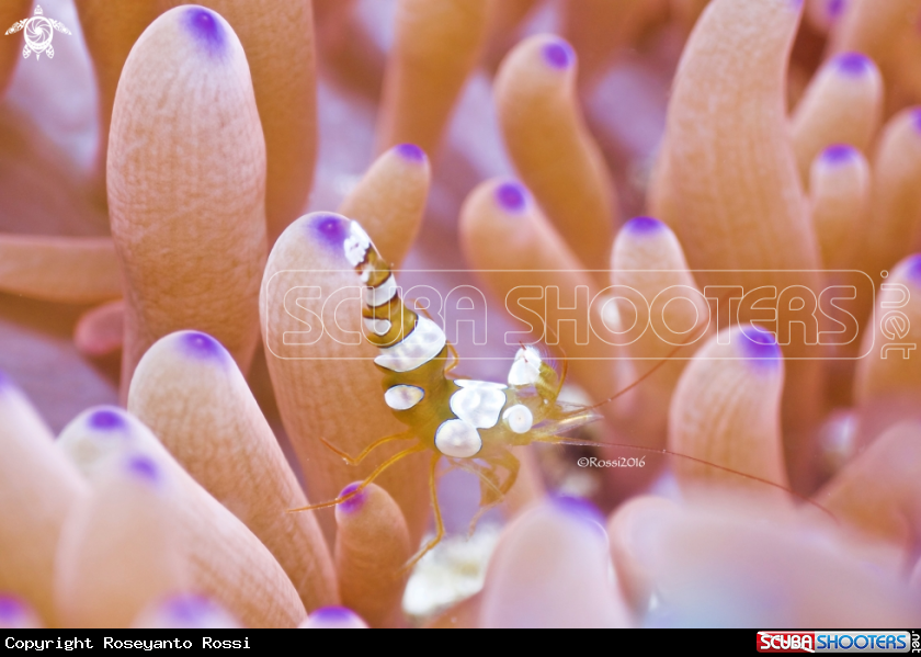 A Anemone Shrimp